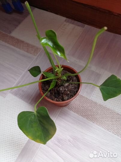 Комнатные цветы отростки
