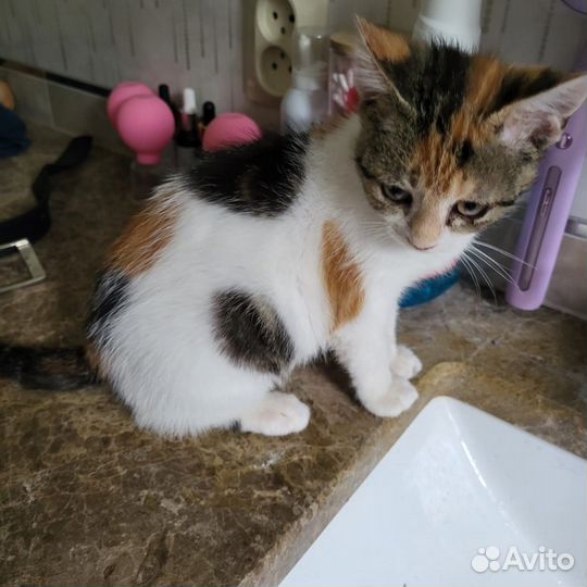 Мальта котенок в добрые руки