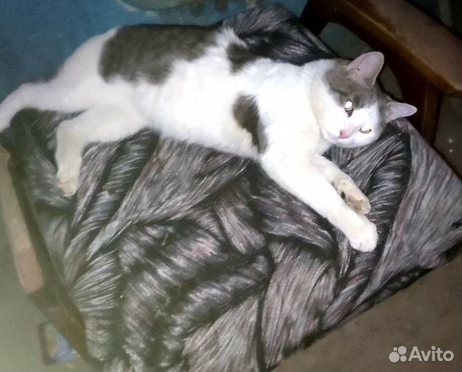 Кот в добрые руки