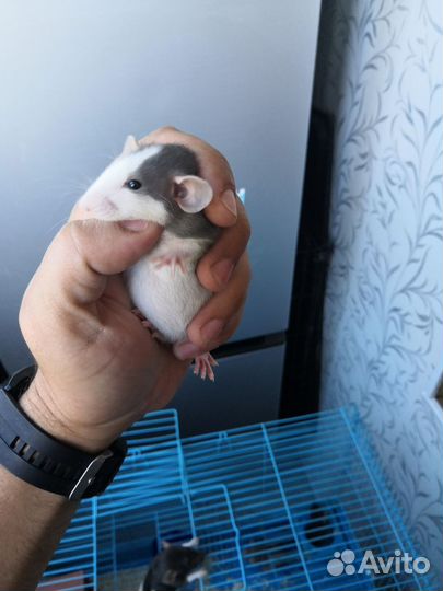 Крыса дамбо