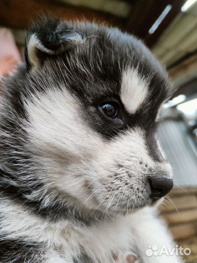 Аляскинский маламут щенки