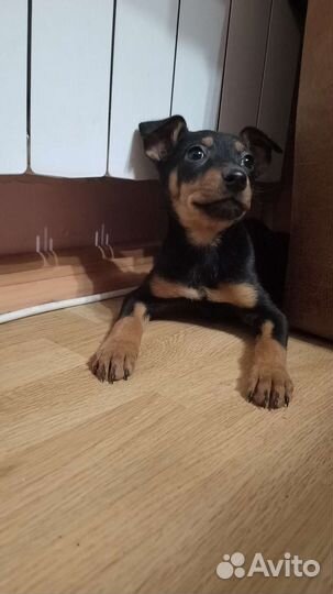 Щенки цвергпинчера