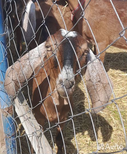 Козы и козлята нубийские и камори