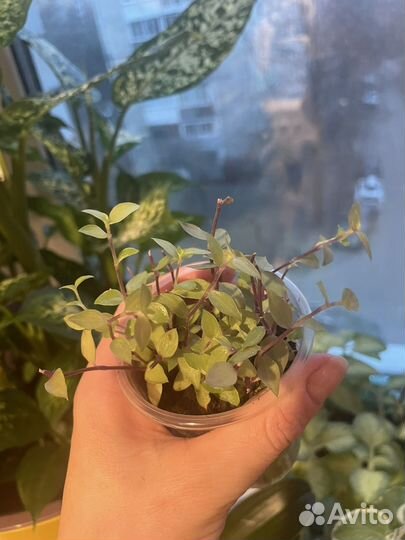 Каллизия голд