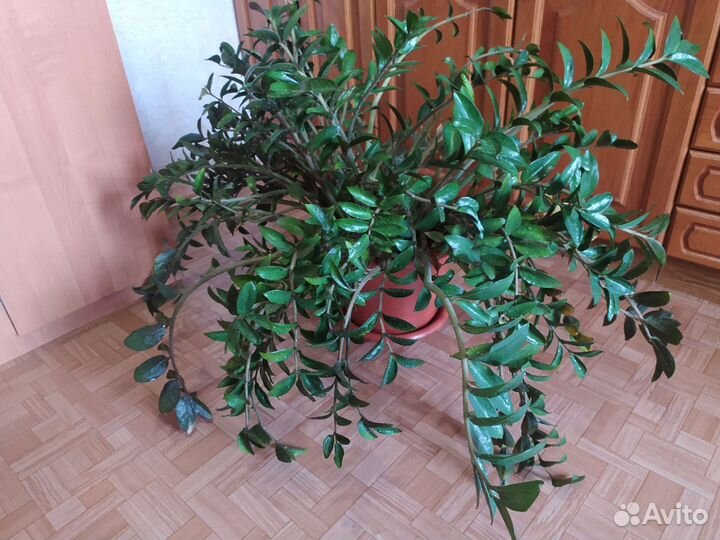 Замиокулькас