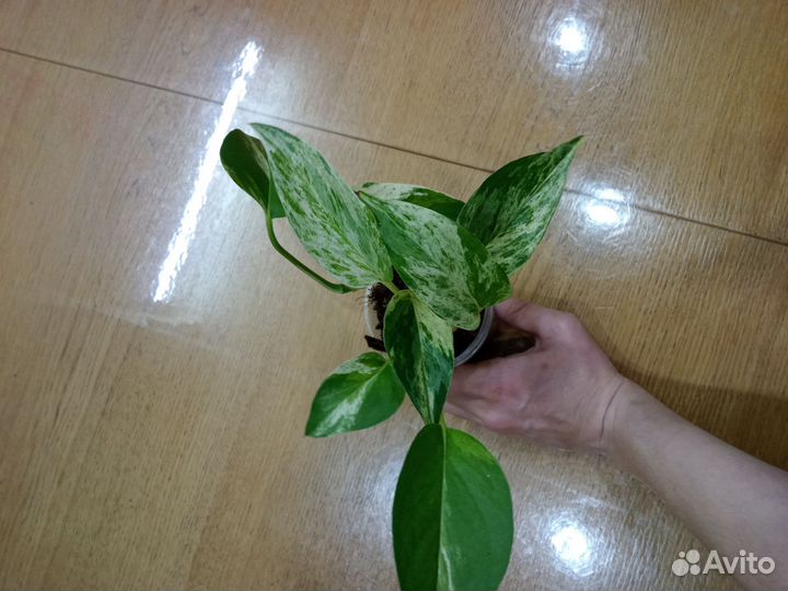 Комнатные растения