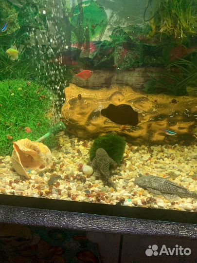 Аквариумные сомы