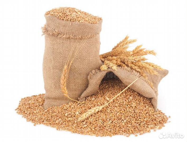 Пшеница