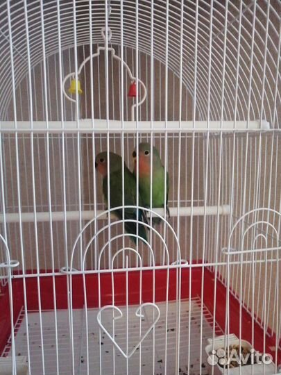 Попугай неразлучники с клеткой