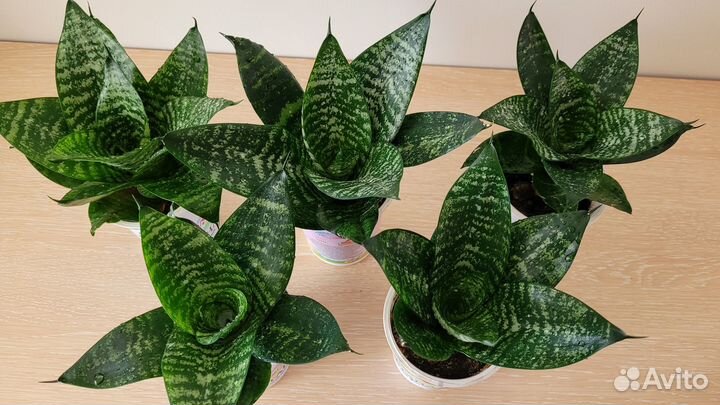 Сансевиерия Ханни / Комнатный цветок