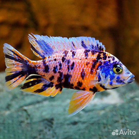 Цихлиды Алунокары