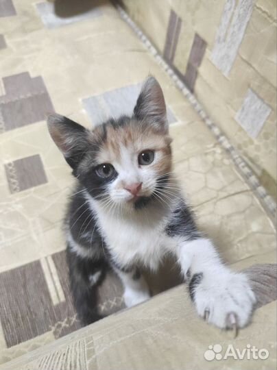 Котенок