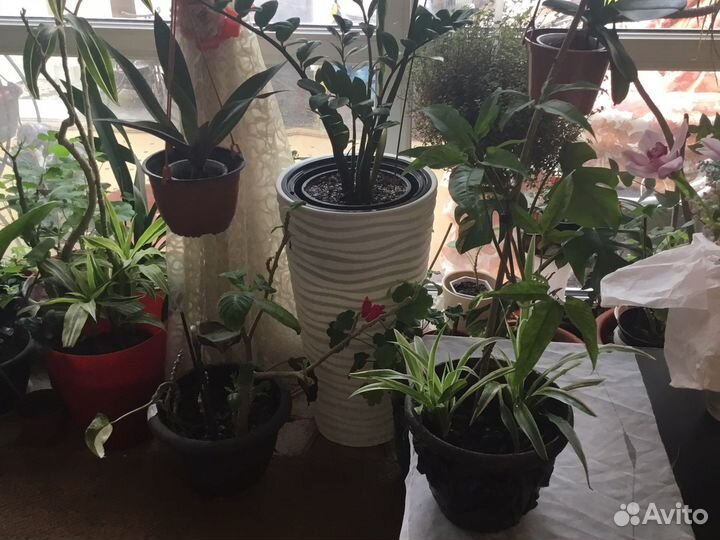 Сингониумы