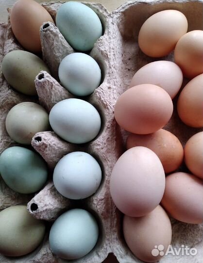Инкубационное яйцо породистых кур
