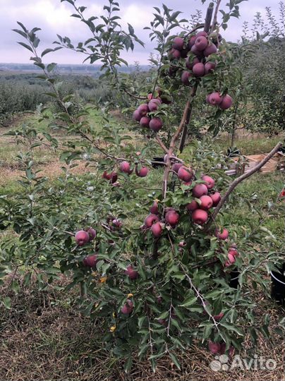 Яблоки Флорина