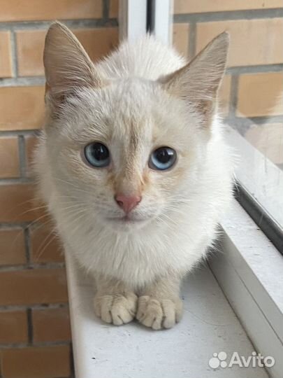 Котенок