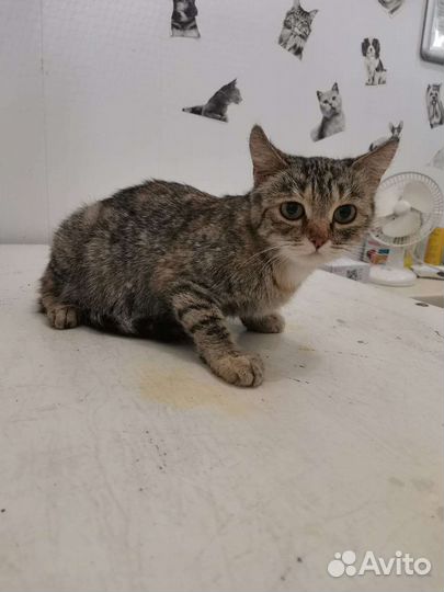 Кошечка в добрые руки