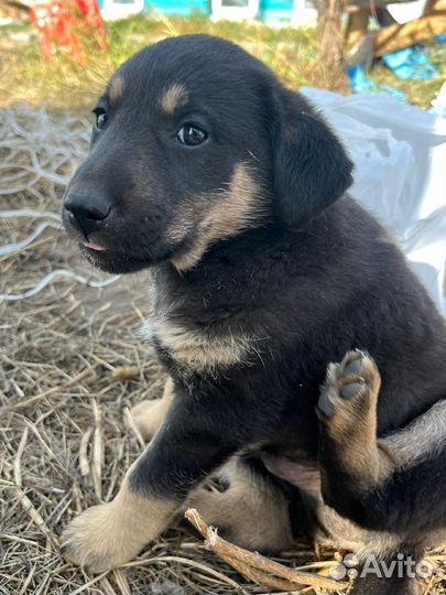 Щенок помесь лабрадора