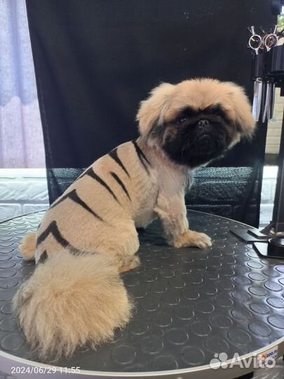 Груминг собак