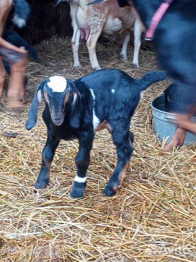 Нубийские козлята. Козлик и козочка