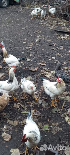 Молодые петушки