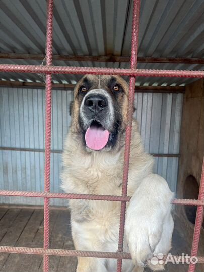 Вязка Алабай