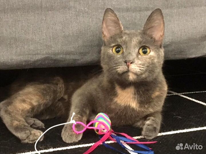 Кошка в добрые руки. Алиса, скромница с бантиком