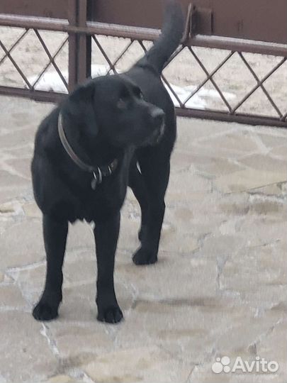 Кобель лабрадора вязка