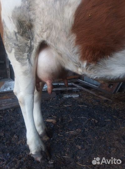 Корова молочная высокоудойная стельная