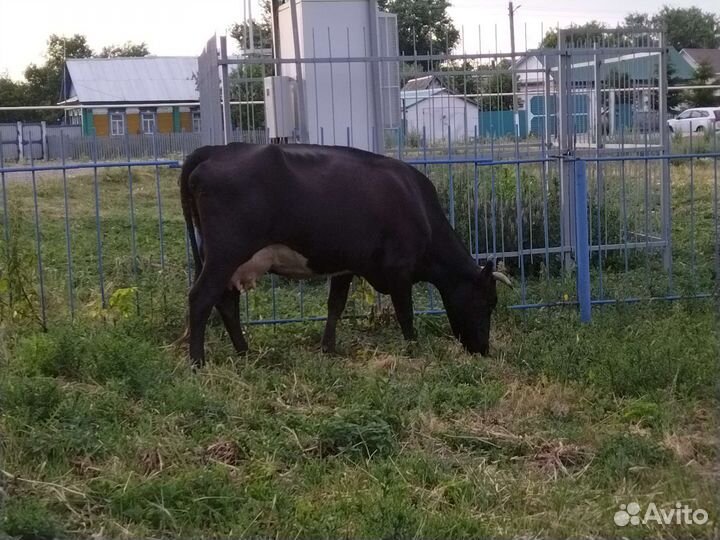 Корова дойная
