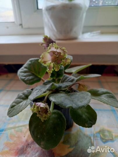 Продаю цветы