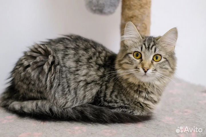 Красивая кошечка Лиззи в добрые руки