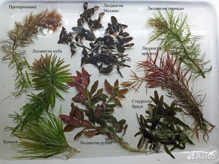 Аквариумные растения