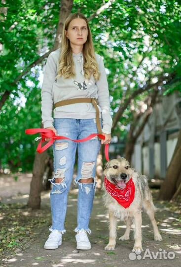 Пес по кличке Верный грустит в приюте