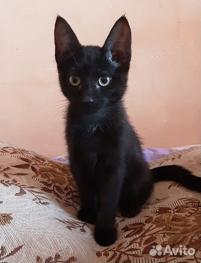 Черный котенок
