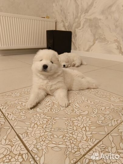 Щеночки самоеда