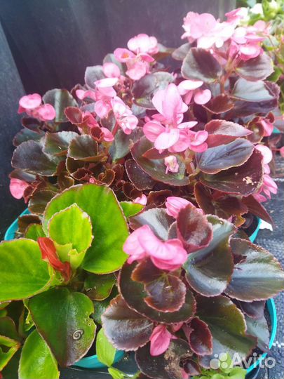 Сальвия, бегония вечноцветущая рассада