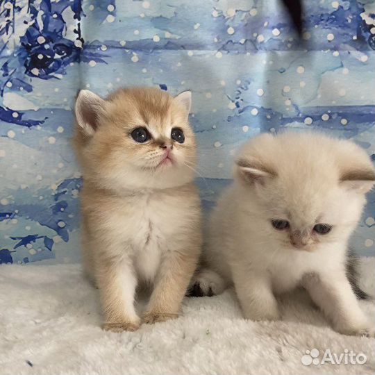 Золотые шиншиллята