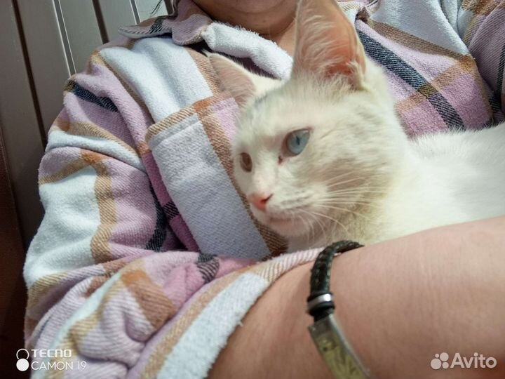 Кошка в добрые руки
