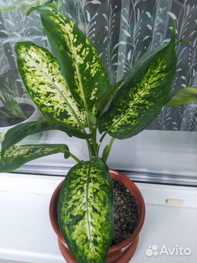 Диффенбахия