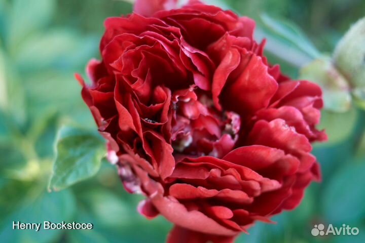 Корни пионов на осень 23г