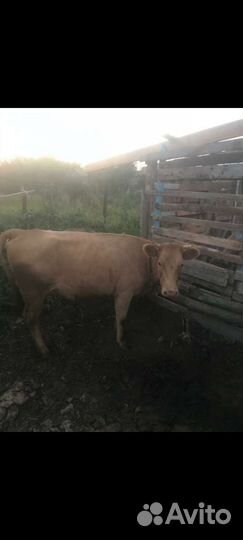 Первотелка