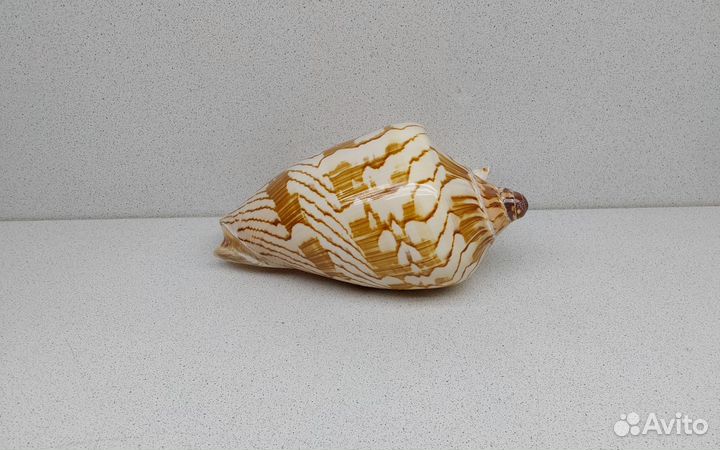 Валюта Нобилис 18,2 морская ракушка раковина