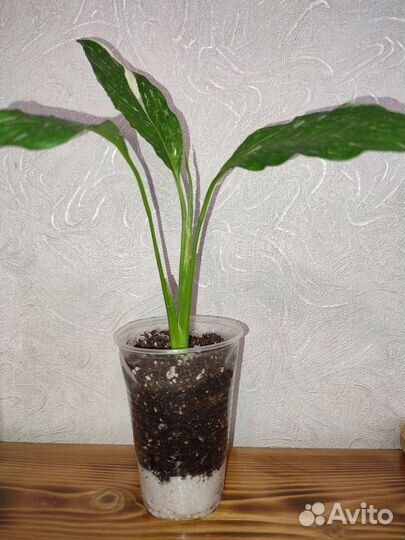 Спатифиллум Gemini(Джемини)