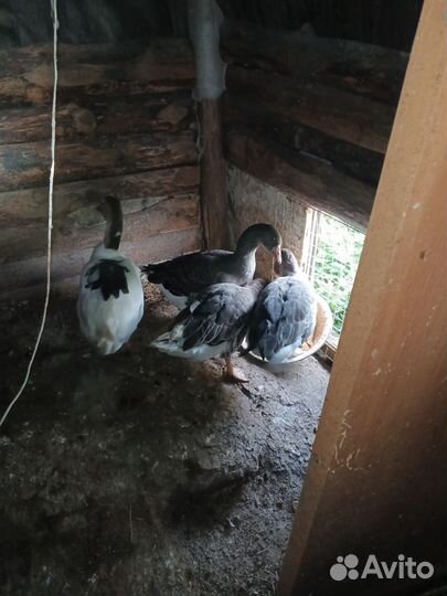 Продам гусей