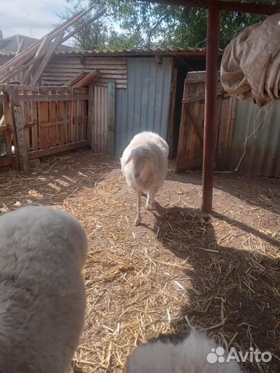 Овцы бараны