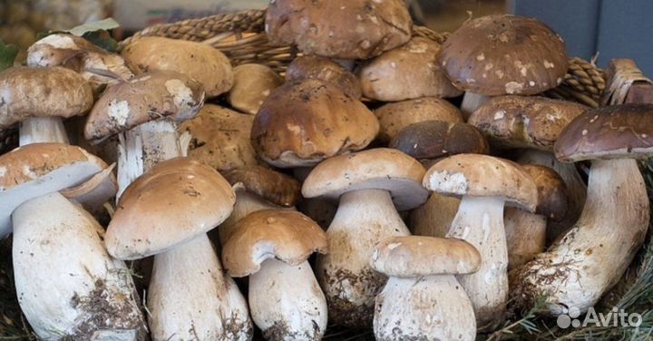 Лесные белые грибы