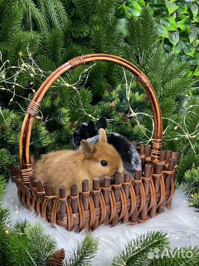 Баран карликовый кролик