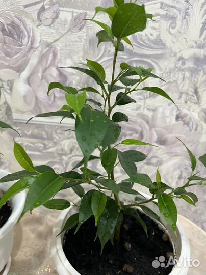 Фикус бенджамина