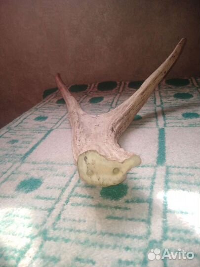 Рога косули